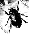Image of a beetle